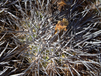 Copiapoa taltalensis