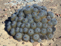 Copiapoa taltalensis