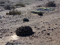 Copiapoa taltalensis