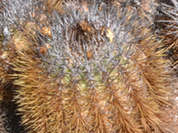 Copiapoa taltalensis