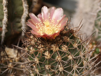 Copiapoa taltalensis