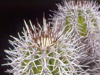 Copiapoa taltalensis