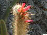 Cleistocactus tarijensis