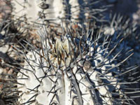 Copiapoa haseltoniana