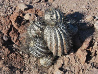 Copiapoa haseltoniana