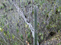 Cleistocactus tenuiserpens