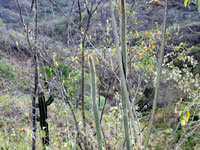 Cleistocactus tenuiserpens