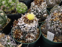 Copiapoa tenuissima