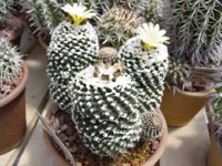 Copiapoa tenuissima