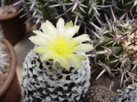 Copiapoa tenuissima