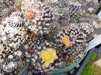 Copiapoa tenuissima