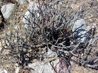 Cylindropuntia tesajo