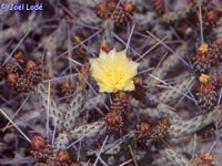 Cylindropuntia tesajo