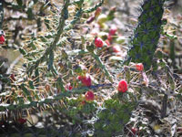 Cylindropuntia tesajo