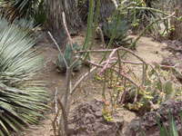 Cylindropuntia thurberi