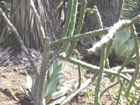 Cylindropuntia thurberi