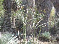 Cylindropuntia thurberi