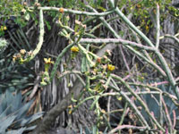 Cylindropuntia thurberi