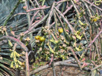 Cylindropuntia thurberi