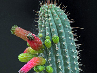 Cleistocactus tominensis