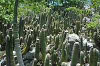 Cephalocereus apicicephalium