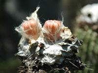 Cephalocereus apicicephalium