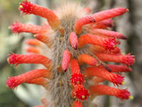 Cleistocactus tupizensis