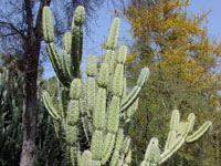 Cereus validus