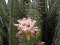 Cereus validus