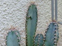 Cereus validus