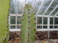 Cereus vargasianus