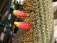 Cleistocactus varispinus