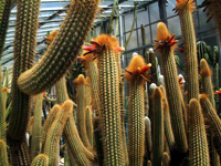 Cleistocactus varispinus