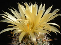 Coryphantha vaupeliana