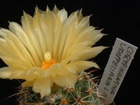 Coryphantha vaupeliana