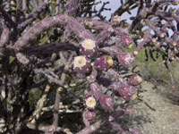 Cylindropuntia versicolor