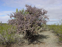 Cylindropuntia versicolor