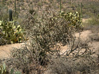 Cylindropuntia versicolor