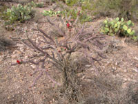 Cylindropuntia versicolor