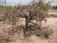 Cylindropuntia versicolor