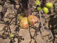 Cylindropuntia versicolor