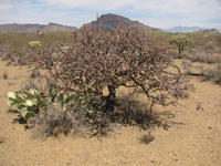 Cylindropuntia versicolor