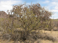 Cylindropuntia versicolor