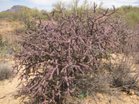 Cylindropuntia versicolor