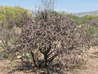 Cylindropuntia versicolor