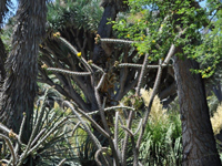 Cylindropuntia versicolor