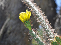 Cylindropuntia versicolor