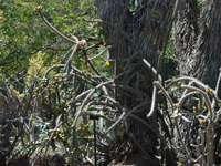 Cylindropuntia versicolor