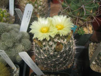 Coryphantha vogtherriana