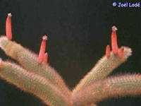 Cleistocactus vulpis-cauda